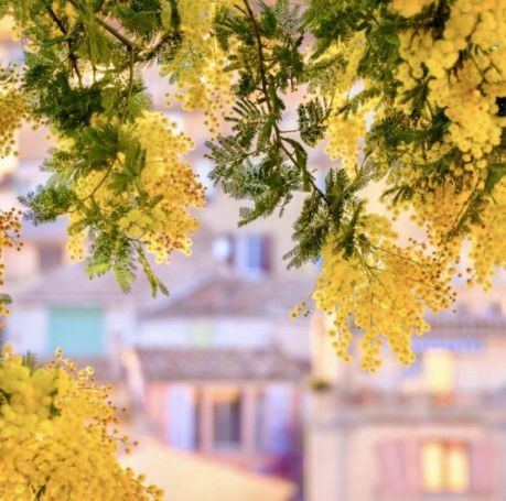 A louer MAISON  CONTEMPORAINE BORD DE MER BORMES LES MIMOSAS