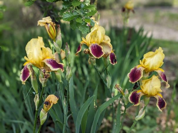 A louer MAISON  CONTEMPORAINE  OLLIERES