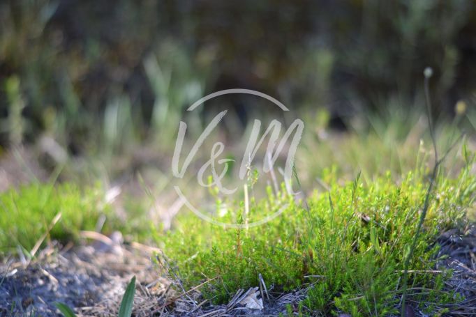 A vendre TERRAIN CONSTRUCTIBLE 410 M² COTE BASSIN ARES